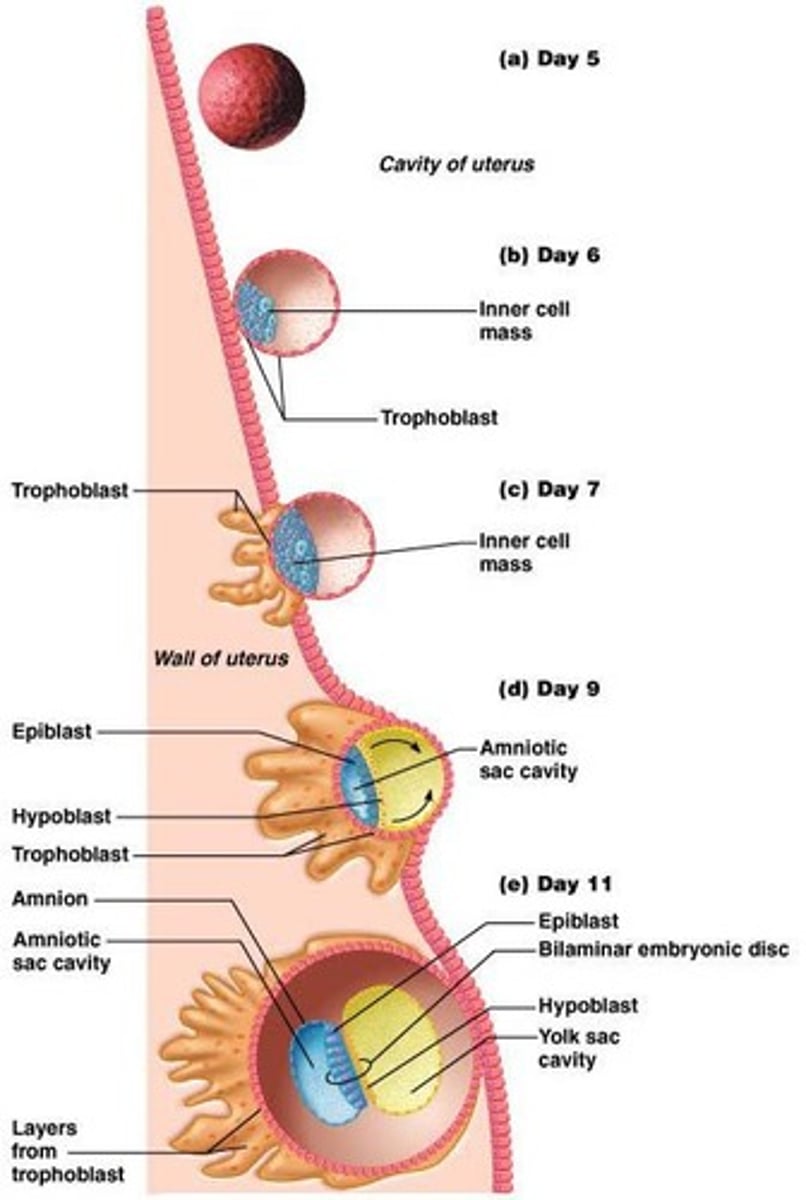 <p>Fluid-filled structure with about 60 cells.</p>