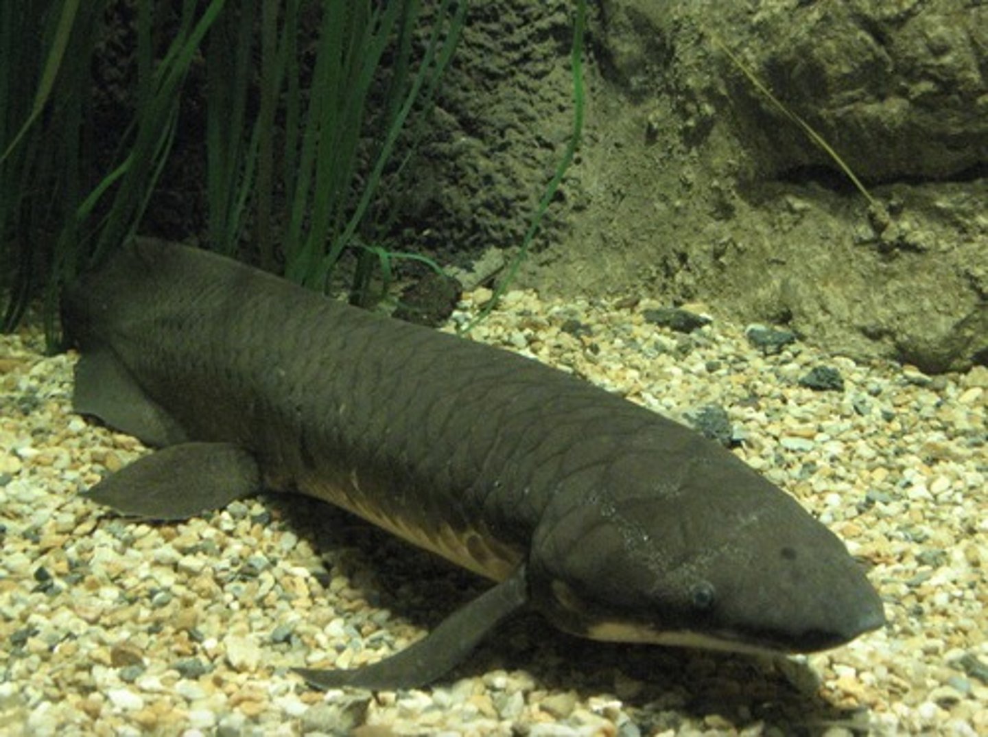 <p>lungfishes</p><p>only found in freshwater in southern hemisphere</p><p>adapted to life on land and gave rise to vertebrates w/ limbs and feet</p><p>osteichthyans</p>