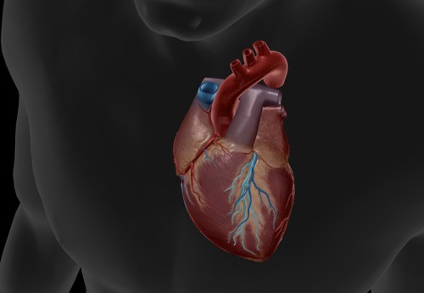 <p>supplies blood to the interventricular septum and anterior walls of both ventricles</p>