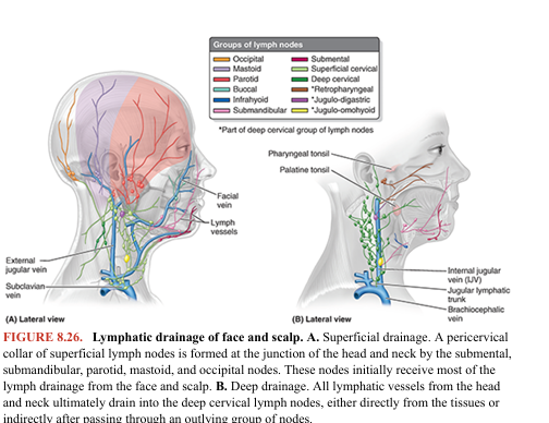 <p>There are no lymph nodes in the scalp, and except for the parotid/buccal region, there are no lymph nodes in the face. Lymph from the scalp, face, and neck drains into the superficial ring (pericervical collar) of lymph nodes— submental, submandibular, parotid, mastoid, and occipital—located at the junction of the head and neck (Fig. 8.26A). The lymphatic vessels of the face accompany other facial vessels. Superficial lymphatic vessels accompany veins, and deep lymphatics accompany arteries. All lymphatic vessels from the head and neck drain directly or indirectly into the deep cervical lymph nodes (Fig. 8.26B), a chain of nodes mainly located along the IJV in the neck. Lymph from these deep nodes passes to the jugular lymphatic trunk, which joins the thoracic duct on the left side and the IJV or brachiocephalic vein on the right side. A summary of the lymphatic drainage of the face follows: • Lymph from the lateral part of the face and scalp, including the eyelids, drains to the superficial parotid lymph nodes. • Lymph from the deep parotid nodes drains to the deep cervical lymph nodes. • Lymph from the upper lip and lateral parts of the lower lip drains to the submandibular lymph nodes. • Lymph from the chin and central part of the lower lip drains to the submental lymph nodes.</p>