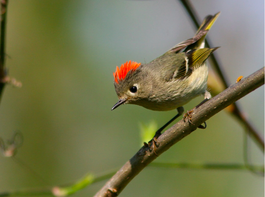 <p>What bird is this?</p>