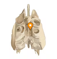 <p>roof of nasal cavities</p><p>houses olfactory nerves</p>