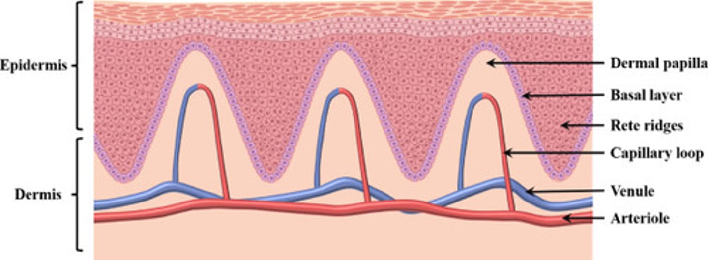 <p>both increase the SA so that the dermis and epidermis attach to each other. this is especially important in thick skin which is why they are more prominent here. </p><p>both also increase the blood flow from the dermis to the epidermis (which has no supply of its own). this is important for the living cells of the epidermis. </p>