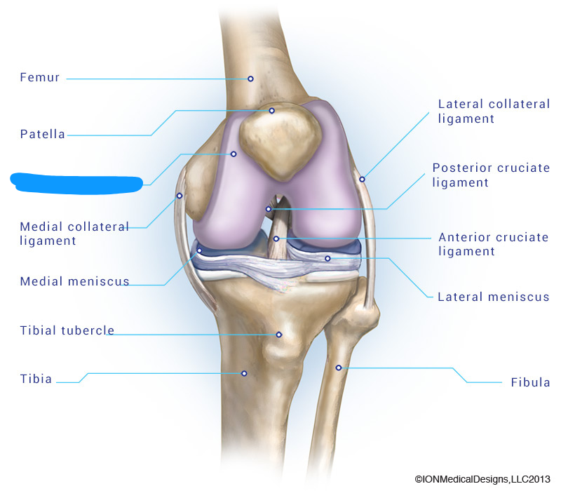 <p><span style="background-color: transparent;"><span>Firm, flexible connective tissue that pads and protects joints and structural components of the body.</span></span></p>