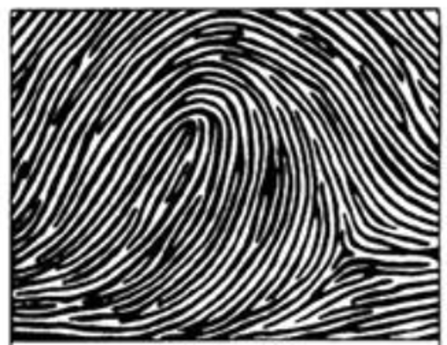 <p>-opens towards the thumb</p><p>-most often index finger</p><p>-right/left</p>