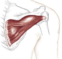 <p>what muscle is this </p>