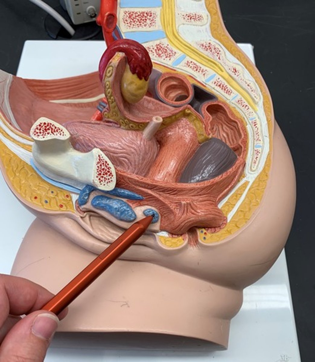 <p>Located at the opening of the vagina to the outside, lubricates the vaginal surface for intercourse</p>