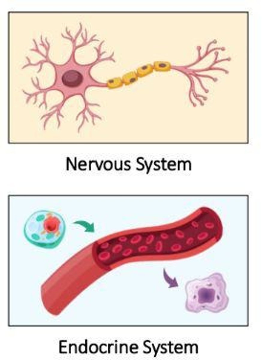 <p>To transmit electrochemical impulses for rapid signaling and coordination of actions.</p>