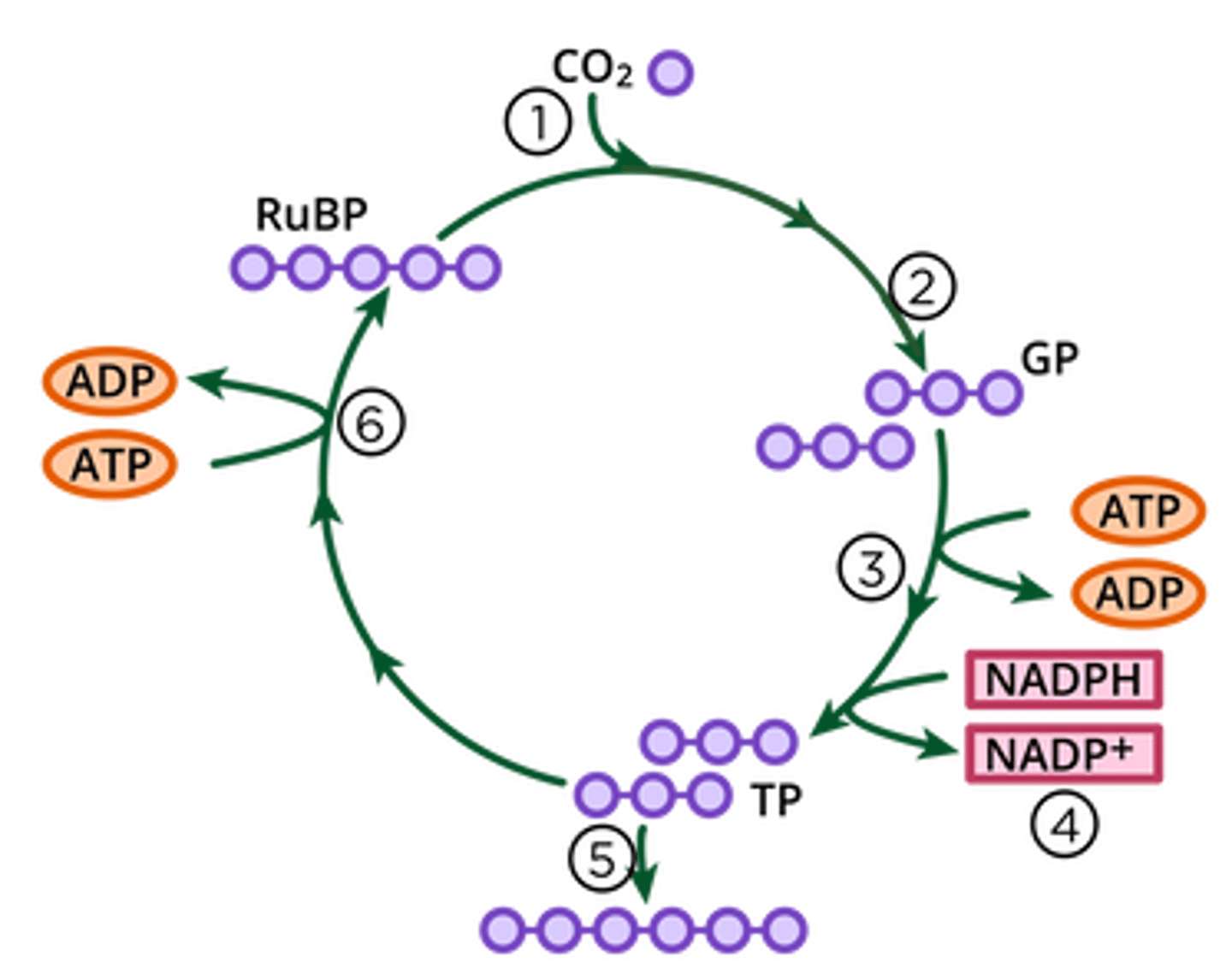 <p>I.E the calvin cycle</p>