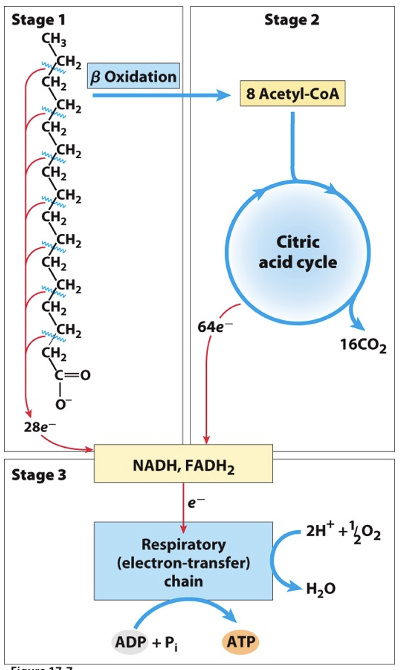 <ul><li><p><span>Stage 1 (Beta oxidation): a long-chain fatty acid is oxidized to yield acetyl residues in the form of acetyl-CoA</span></p></li><li><p class="MsoListParagraphCxSpMiddle"><span>Stage 2: the acetyl groups are oxidized to CO<sub>2</sub> via citric acid cycle</span></p></li><li><p class="MsoListParagraphCxSpLast"><span>Stage 3: electrons derived from oxidations of stages 1 and 2 pass to O<sub>2</sub> via mitochondrial ETC, providing energy for ATP synthesis by oxidative phosphorylation</span></p></li></ul><p></p>
