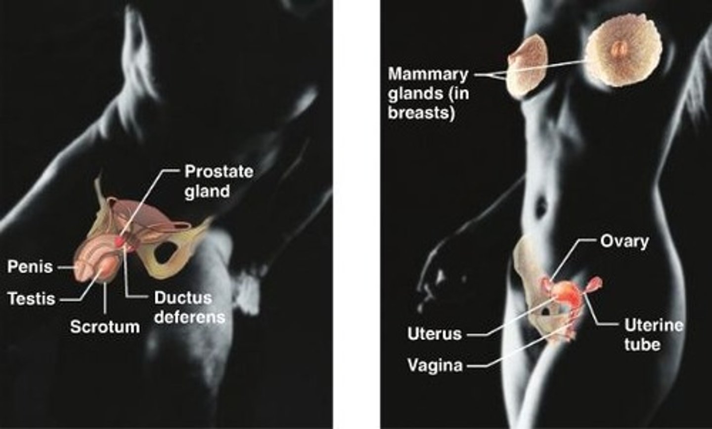 <p>Reproduce offspring- produce male sex cells (sperm) and female sex cells (oocytes)</p>