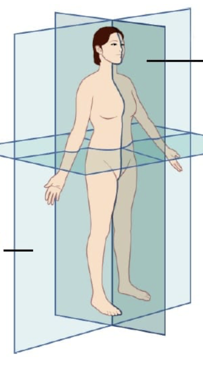 <p>What are the different planes</p>