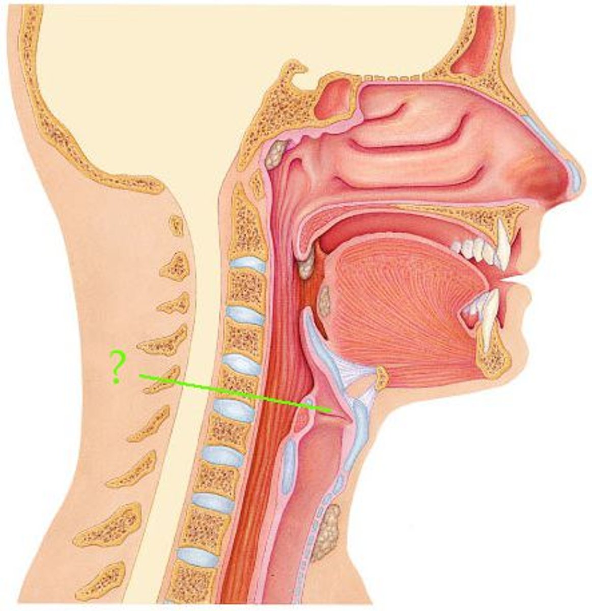 <p>Identify the indicated structure.</p>