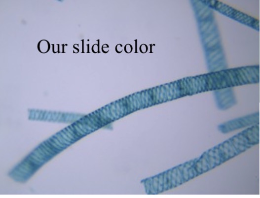 <p>Identify the charophyte</p>