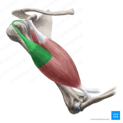 this muscle’s origin is ___ (specific head)