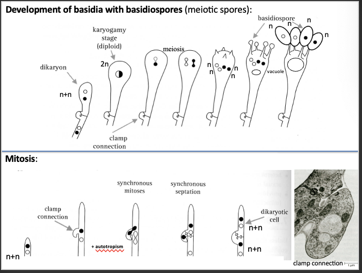 <ul><li><p>n+n = 2n (diploid) -> meiosis occurs so there is 4 nuclei, each nuclei moves into each basidiospore<span> </span></p></li></ul><p class="p1"><span>• </span>Mitosis - a clamp connection is made where the tip grows into itself by positive auto tropism and nuclei goes through mitosis and the new copies<span> </span>move through the connection and ends up towards the bottom of the tip so there are 4 nuclei<span> </span></p>