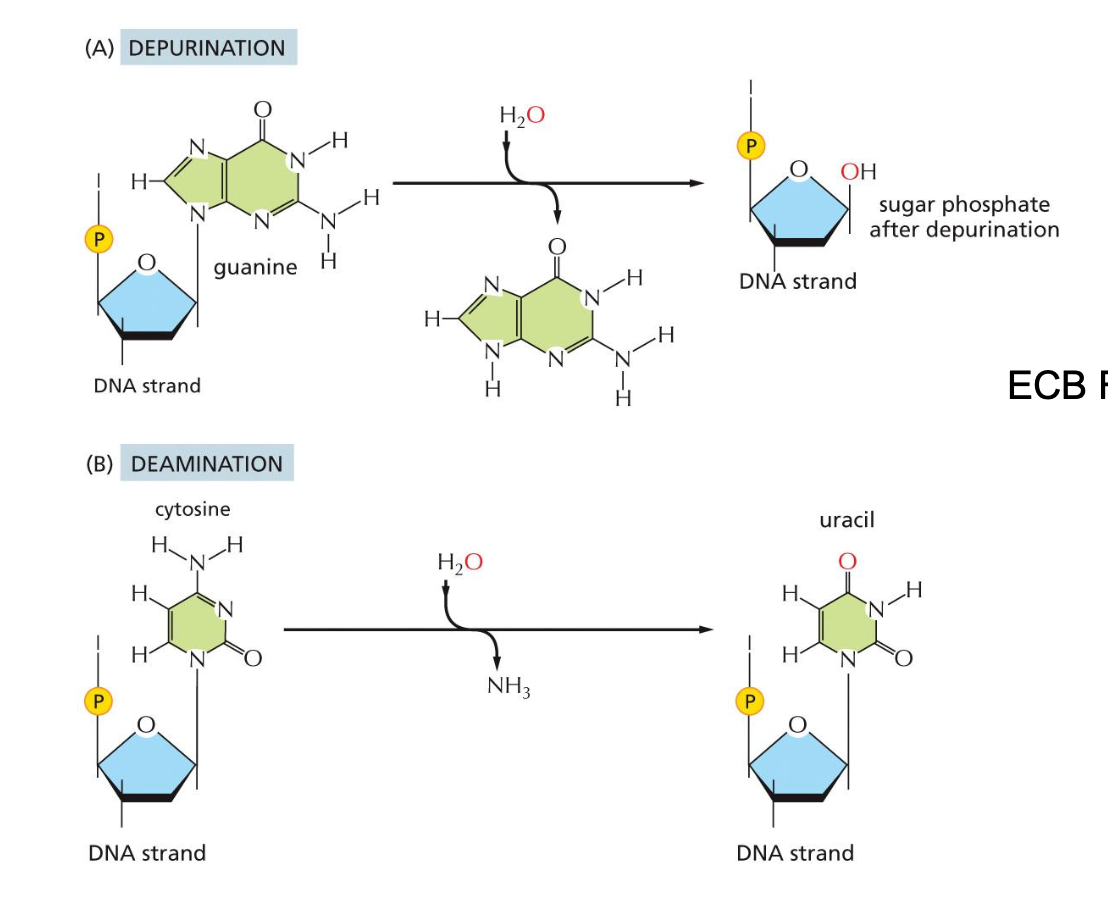 <p>Depurination</p><ul><li><p>loss of base, only sugar and phosphate remains</p></li><li><p>Could be adenine or guanine</p></li><li><p>Could be completely removed because they do not know what it is</p></li></ul><p></p><p>Deanimation</p><ul><li><p>Unique specifically for cytosine</p></li><li><p>amine lost results in the creation of uracil</p></li></ul><p></p>