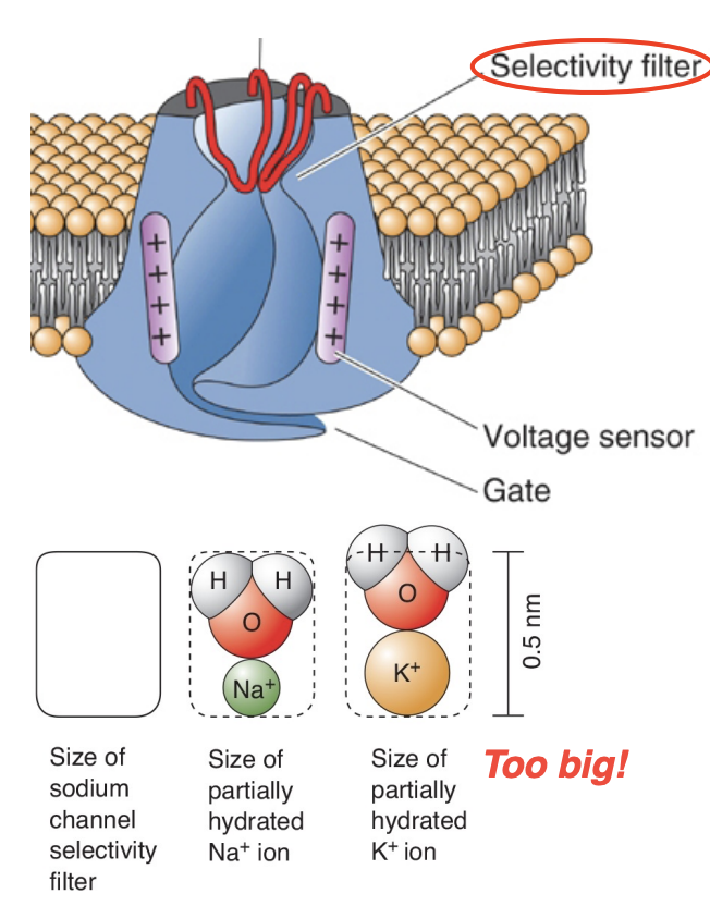 <ul><li><p>The VGNa+ channel is ~12x more permeable to Na+ than K+ (pore</p><p>loop selectivity filter)</p></li><li><p>Selectivity for Na+ ions is based on size, charge, and energy of hydration of the ion (basically, the hydrated K+ ion doesn’t fit through the pore)</p></li><li><p>Functional Properties:</p></li></ul><ol><li><p>They open FAST</p></li><li><p>They only stay open for ~1 ms before they inactivate</p></li><li><p>They cannot be opened again by depolarization until the membrane voltage resets (absolute refractory period)</p></li></ol><p></p>