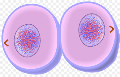 <p>•Cytoplasm divides into two</p>