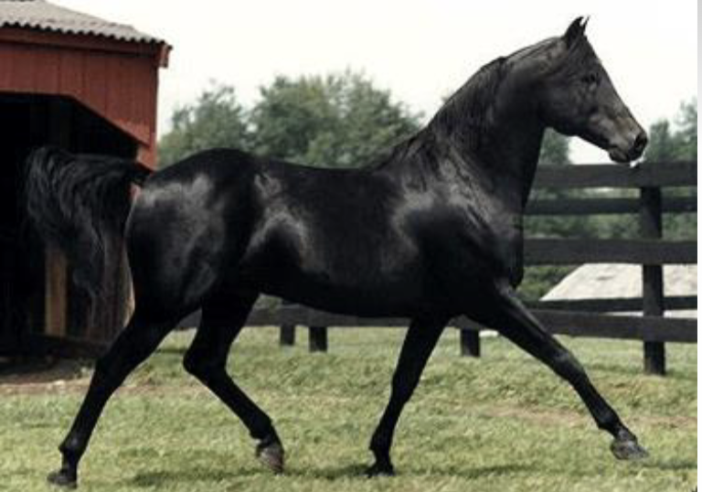 <p>What solid color is this horse?</p>