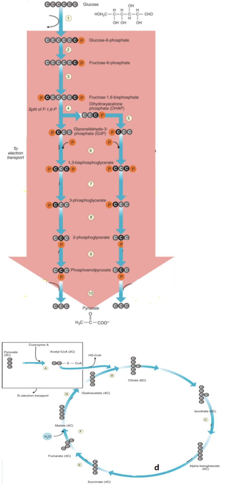 <p>ATP is produced</p>