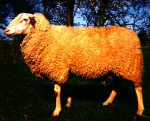 term image