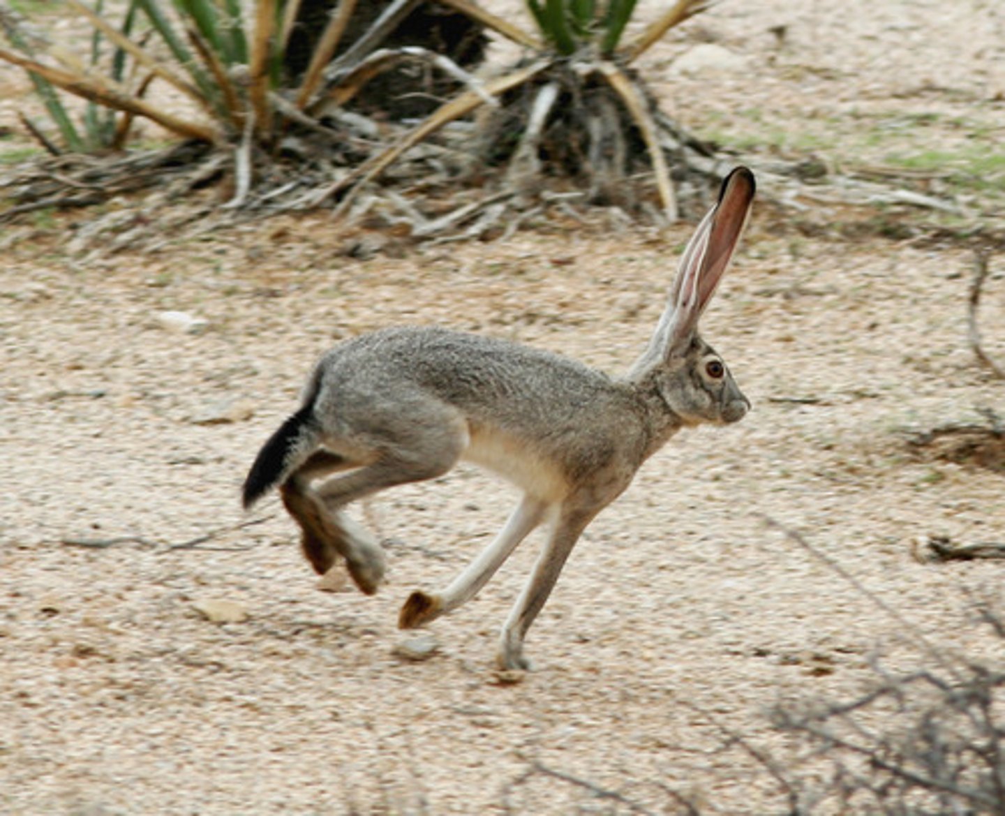 <p>Black tailed jackrabbit</p>