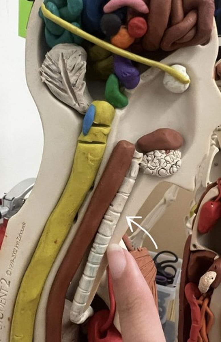 <p>tube that carries air from the larynx to the lungs</p>