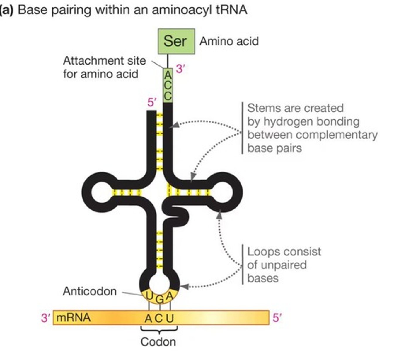 <p>tRNA molecules translate the mRNA code by linking specific bases on the mRNA with specific amino acids.</p>