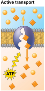 <p>Active transport</p>