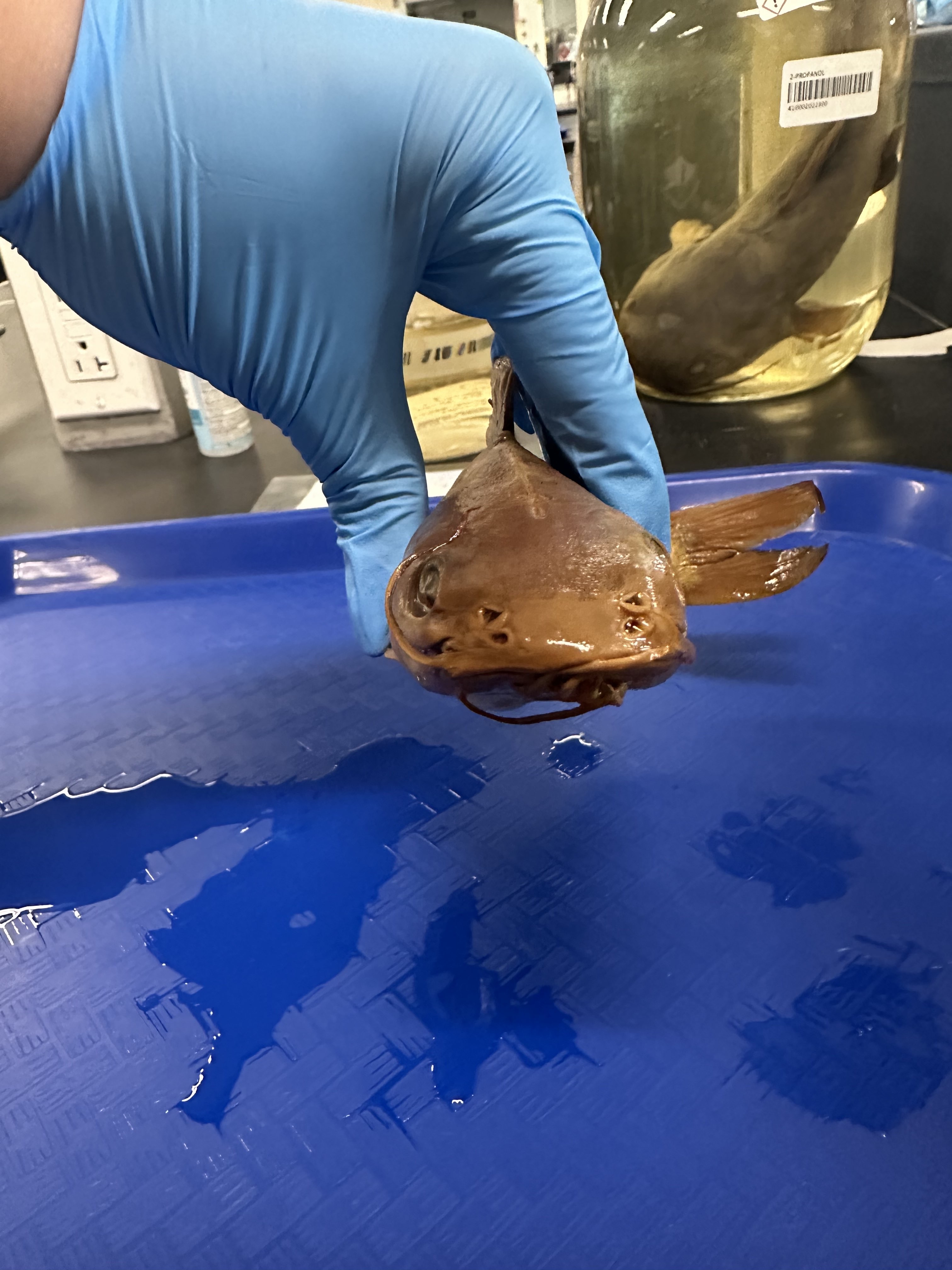 <p>Ariidae (sea catfishes) </p>