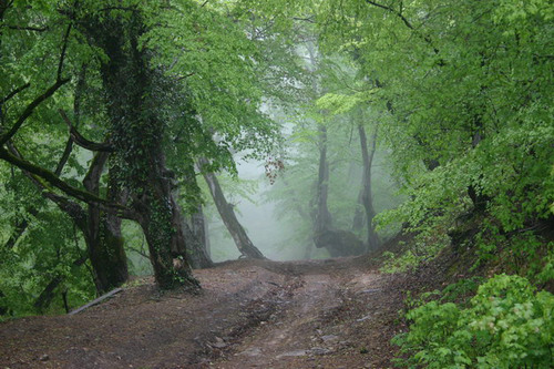 a humid climate