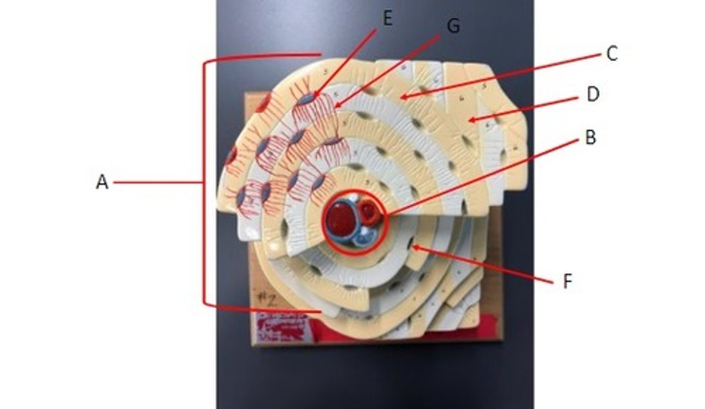 <p>Identify the structures.</p>