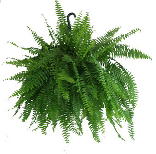 <p>Boston Fern (Lomariopsidaceae)</p>