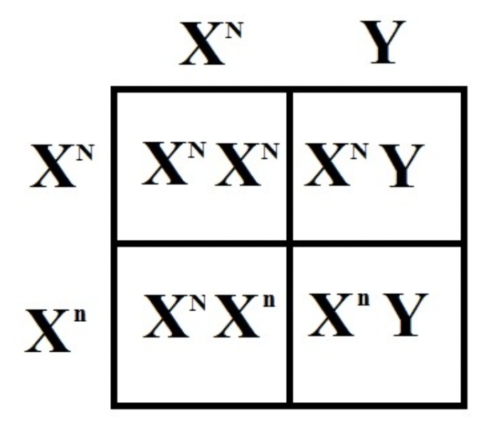 <p>A Punnett square showing inheritance of traits on the X or Y chromosome.</p>