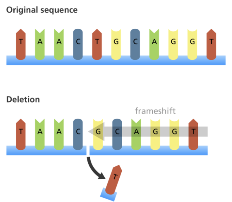 <p><span style="font-family: &quot;Proxima Nova&quot;, sans-serif">When one or more bases are <strong>removed</strong> from the sequence, this causes a <em>frameshift</em> to occur.</span></p>