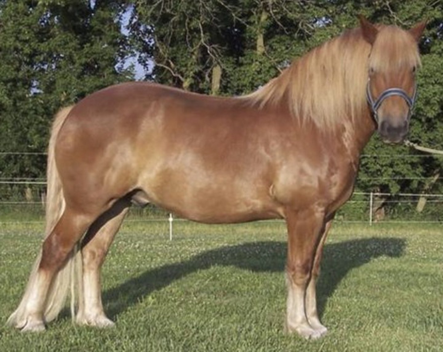 <p>draft horse:</p><p>originated in England; chestnut color- breeds completely true for color</p>