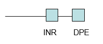 <p>DPE= downstream promoter element. </p>