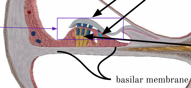 <p>Basilar membrane</p>