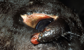 <p><span style="background-color: transparent;"><strong><span>Eyelid Lacerations and resection</span></strong></span></p>