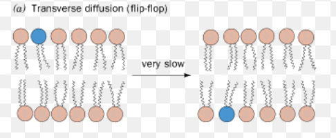 <ul><li><p>lipids switch to different leaflet sides </p><ul><li><p>needs the help of flippases, scamblases, &amp; phospholipid translocases</p></li><li><p>cholesterol easily flip flops</p></li></ul></li></ul>