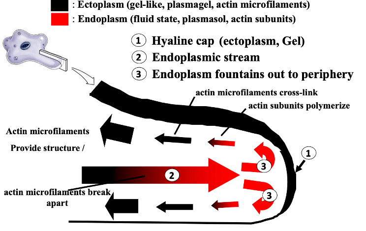 <p><span style="font-family: "Times New Roman", serif;"><span>Pseudopodia: a free-form projection of the cell; classic amoeboid locomotion uses cytoplasmic streaming and large blunt pseudopodia (lobopodia); ectoplasm is rich in actin microfilaments (F-actin) while endoplasm contains free actin subunits (G-actin); </span></span>Amoeboid movement occurs by cyclic conversion of actin between G-actin and F-actin. At the leading edge, G-actin polymerizes into F-actin, forming a gel-like ectoplasm that pushes the membrane forward to form pseudopodia.<br>Endoplasm then streams forward into this extension, while actin filaments at the rear depolymerize, allowing the cell body to move forward.</p>