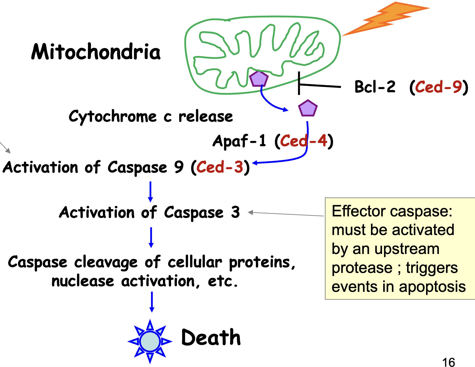 <ul><li><p>when there’s an event that triggers apoptosis → cytochrome C release → forms complex w/ Apaf 1 + caspase 9</p></li><li><p>initiator caspase 9: self-activates when compexed w/ cytC and Apaf-1</p><ul><li><p>once caspase 9 is activated, it processes caspase 3</p></li></ul></li><li><p>effector caspase 3: must be activated by an upstream protease; triggers events in apoptosis</p><ul><li><p>can’t be self-activated</p></li></ul></li><li><p>Bcl-2 protects integrity of mitochondria</p></li></ul><p></p>