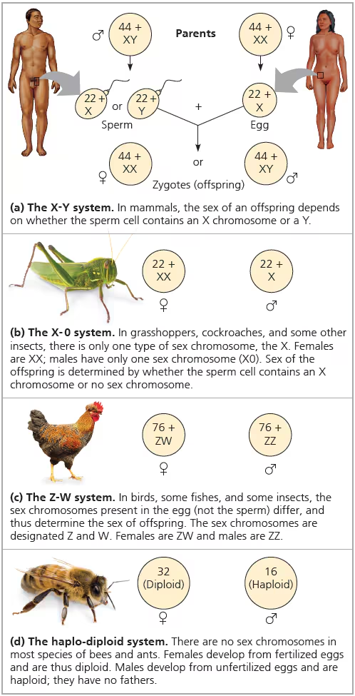 <ol><li><p><strong>het X-Y systeem</strong>; de sex van de nakomelingen hangt af van of de spermacel een X of een Y chromosoom bevat</p></li><li><p><strong>het X-0 systeem</strong>:  er is maar een type sex chromosoom, de X. hierbij hebben de vrouwtjes XX en de mannetjes X de sex hangt dus af van of de spermacel een X chromosoom bevat of er geen sex chromosoom bevat</p></li><li><p><strong>het Z-W systeem:</strong> de sex chromosomen bevinden zich in de eicel en niet in de spermacel en bepalen dus de sex van de nakomelingen. de sex chromosomen zijn aangewezen Z en W. vrouwtje zijn ZW en mannetje ZZ</p></li><li><p><strong>het halpo-diploïde systeem:</strong> er zijn geen sex chromosomen. vrouwtje ontwikkelen zich uit bevruchte eicellen en zijn dus diploïde. mannetjes ontwikkelen zich uit onbevruchte eicellen en zijn dus haploïde, en hebben dus ook gene vader</p></li></ol>