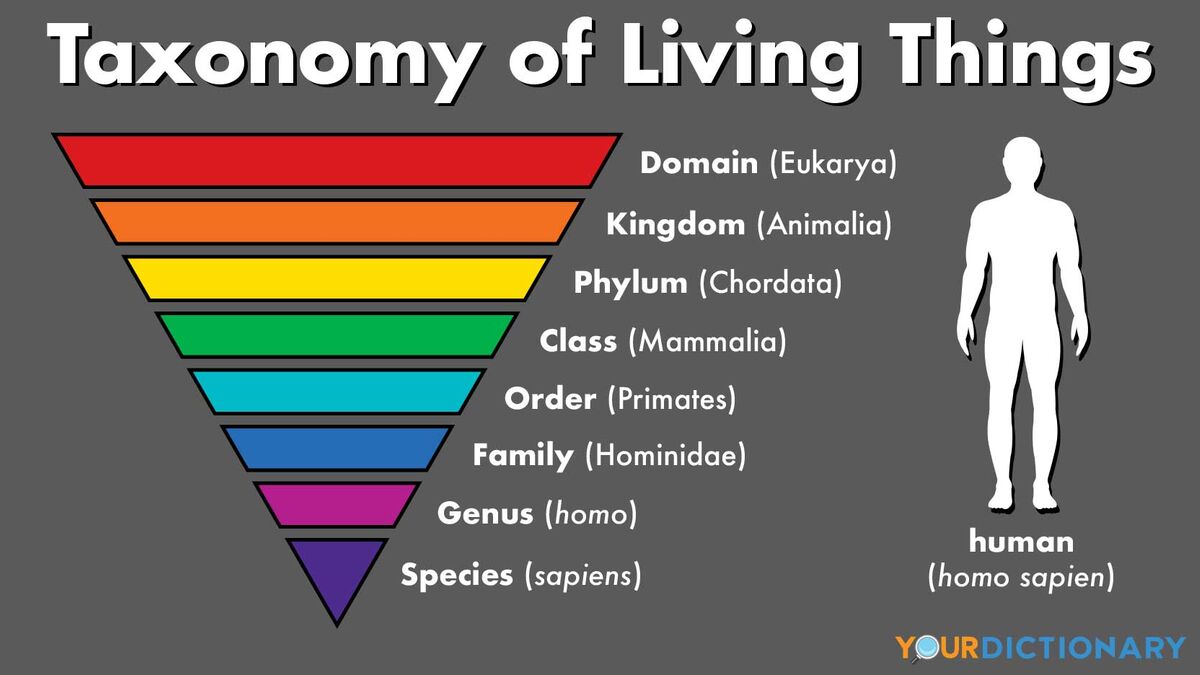 <ul><li><p><strong><span>KINGDOM&nbsp; &nbsp; </span></strong><span>&nbsp;&nbsp;&nbsp;&nbsp;&nbsp;&nbsp;&nbsp;&nbsp;&nbsp;&nbsp;&nbsp;&nbsp;&nbsp;&nbsp;&nbsp;&nbsp;&nbsp;&nbsp;&nbsp;&nbsp;&nbsp;&nbsp;&nbsp;&nbsp;&nbsp;&nbsp;&nbsp;&nbsp;</span><strong><span>EX: </span></strong><span>Animalia&nbsp;</span></p></li></ul><ul><li><p><span>Includes all animals ( 800,000 species - mostly beetles )</span></p></li></ul><p></p><ul><li><p><strong><span>PHYLUM ( DIVISION)&nbsp; </span></strong><span>&nbsp;&nbsp;&nbsp;&nbsp;&nbsp;&nbsp;&nbsp;</span><strong><span>&nbsp;&nbsp;&nbsp;EX</span></strong><span>: Chordata</span></p></li></ul><ul><li><p><span>Includes all vertebrates, protochordate ( 60,000 species )</span></p></li></ul><p></p><ul><li><p><strong><span>CLASS&nbsp; &nbsp; </span></strong><span>&nbsp;&nbsp;&nbsp;&nbsp;&nbsp;&nbsp;&nbsp;&nbsp;&nbsp;&nbsp;&nbsp;&nbsp;&nbsp;&nbsp;&nbsp;&nbsp;&nbsp;&nbsp;&nbsp;&nbsp;&nbsp;&nbsp;&nbsp;&nbsp;&nbsp;&nbsp;&nbsp;&nbsp;&nbsp;&nbsp;&nbsp;&nbsp;&nbsp;&nbsp;</span><strong><span>&nbsp;EX:</span></strong></p></li></ul><ul><li><p><span>Includes all mammals (5800 species ~ mostly bats and rats)</span></p><p><br></p></li><li><p><strong><span>ORDER&nbsp; &nbsp; &nbsp; &nbsp; &nbsp; </span></strong><span>&nbsp;&nbsp;&nbsp;&nbsp;&nbsp;&nbsp;&nbsp;&nbsp;&nbsp;&nbsp;&nbsp;&nbsp;&nbsp;&nbsp;&nbsp;&nbsp;&nbsp;&nbsp;&nbsp;&nbsp;&nbsp;&nbsp;&nbsp;&nbsp;&nbsp;</span><strong><span>&nbsp;&nbsp;&nbsp;EX: </span></strong><span>Carnivora</span></p></li></ul><ul><li><p><span>Includes dogs, cats, seals, weasels, etc (270 species)</span></p></li></ul><p></p><ul><li><p><strong><span>FAMILY&nbsp; &nbsp; </span></strong><span>&nbsp;&nbsp;&nbsp;&nbsp;&nbsp;&nbsp;&nbsp;&nbsp;&nbsp;&nbsp;&nbsp;&nbsp;&nbsp;&nbsp;&nbsp;&nbsp;&nbsp;&nbsp;&nbsp;&nbsp;&nbsp;&nbsp;&nbsp;&nbsp;&nbsp;&nbsp;&nbsp;&nbsp;&nbsp;&nbsp;&nbsp;&nbsp;&nbsp;</span><strong><span>EX:</span></strong><span> Canidae&nbsp;</span></p></li></ul><ul><li><p><span>Includes all genera of dogs, foxes, etc (35 species)</span></p></li></ul><p></p><ul><li><p><strong><span>GENUS&nbsp; &nbsp; </span></strong><span>&nbsp;&nbsp;&nbsp;&nbsp;&nbsp;&nbsp;&nbsp;&nbsp;&nbsp;&nbsp;&nbsp;&nbsp;&nbsp;&nbsp;&nbsp;&nbsp;&nbsp;&nbsp;&nbsp;&nbsp;&nbsp;&nbsp;&nbsp;&nbsp;&nbsp;&nbsp;&nbsp;&nbsp;&nbsp;&nbsp;</span><strong><span>&nbsp;&nbsp;&nbsp;&nbsp;EX: </span></strong><span>&nbsp;&nbsp;</span><em><span>Canis&nbsp;</span></em></p></li></ul><ul><li><p><span>&nbsp;Includes related dogs, like coyote, and wolf (6 species)</span></p></li><li><p><br></p></li><li><p><strong><span>SPECIES ( Specific epithet)&nbsp; </span></strong><span>&nbsp;&nbsp;&nbsp;&nbsp;&nbsp;</span><strong><span>EX: </span></strong><span>&nbsp;</span><em><span>Canis lupus</span></em></p></li></ul>