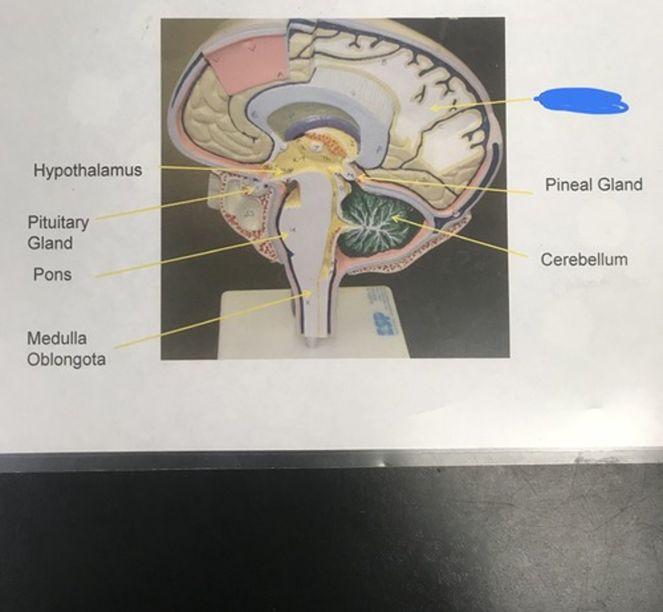 <p>Label the structure covered in blue ink</p>