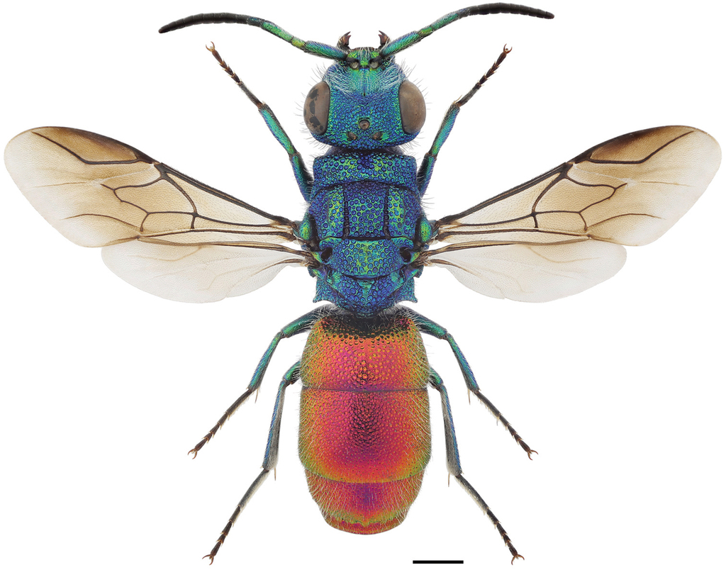 <p>Family: Chrysididae (Cuckoo wasps)</p><p></p><p>Metallic colors</p><p>Geniculate antennae</p><p>Fore wing with 2-3 closed cells</p><p>Heavily sclerotized</p>