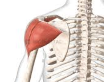 <ul><li><p>superior shoulder</p></li><li><p>abduct/extend/rotate shoulder</p></li></ul><p></p>