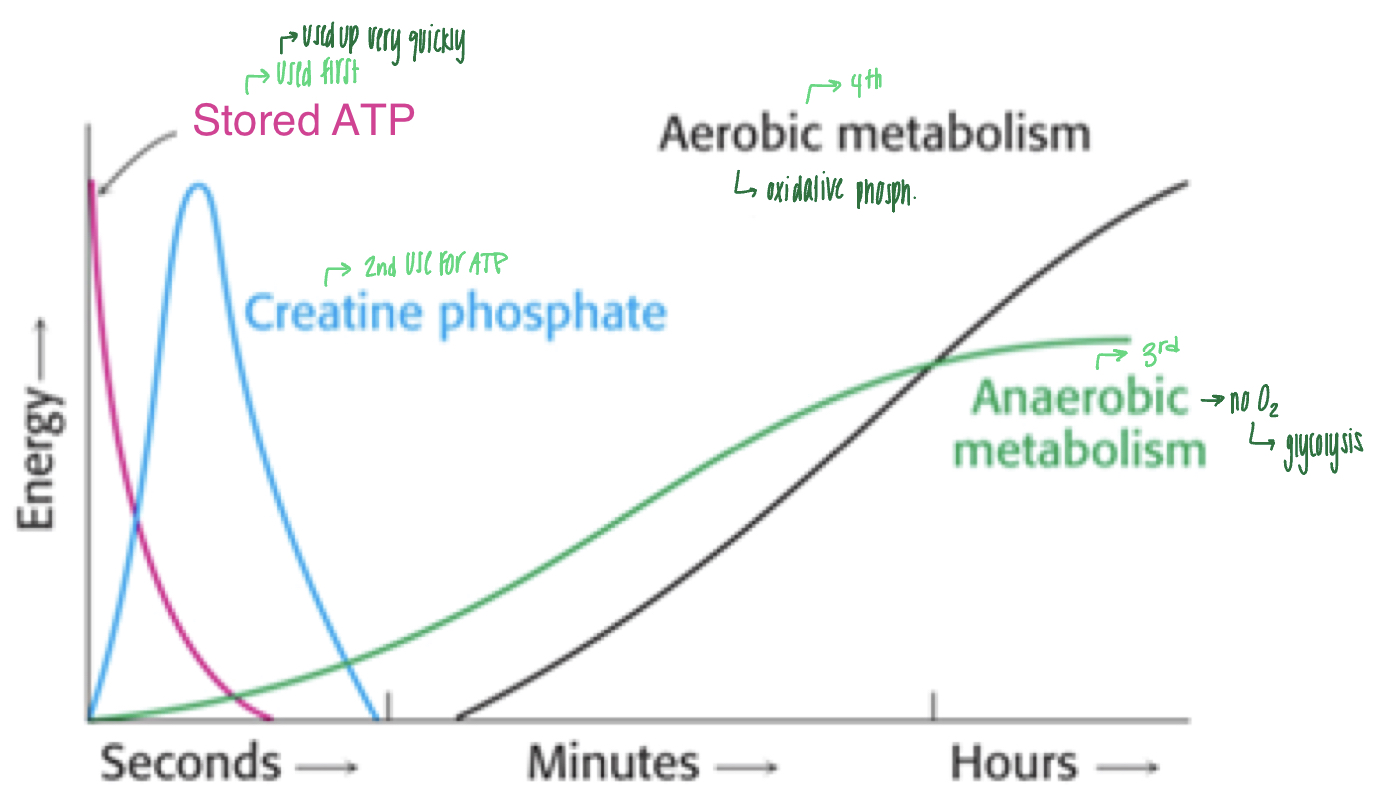 <ul><li><p>muscle cells use energy from various sources over time</p></li></ul><ol><li><p>stored ATP: used up very quickly (within seconds)</p></li><li><p>creatine phosphate ( within seconds)</p></li><li><p>anaerobic metabolism: doesn&apos;t require oxygen and uses glycolysis for ATP production (within minutes)</p></li><li><p>aerobic metabolism: oxidative phosphorylation (within minutes or hours)</p></li></ol>