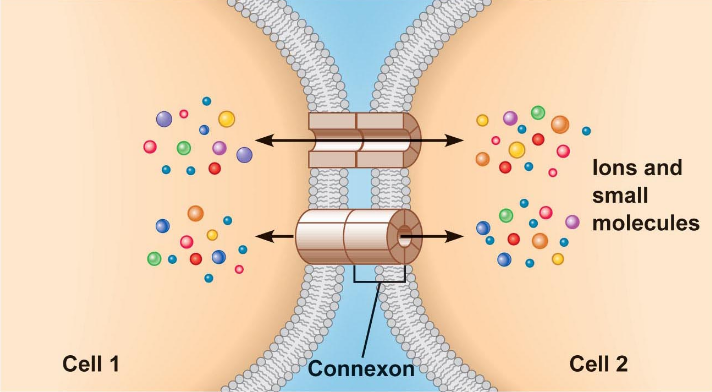 <p>Direct cytoplasmic transfer of electrical/chemical signals between adjacent cells</p><ul><li><p>Protein channel creates bridge between adjacent cells (forms from the union of connexins on two adjacent cells - membrane-spanning proteins)</p></li><li><p>Allows transfer of amino acids, ATP, etc.</p></li><li><p>Electrical signals can pass directly cell to cell</p></li><li><p>Channels can open or close</p></li><li><p>Multiple open channels can allow several cells to act together as one multi-nucleated cell (know as syncytium)</p></li></ul><p></p>